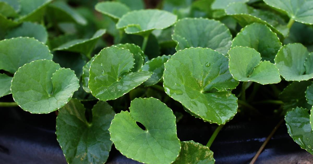 Centella asiática o gotu kola beneficios y propiedades