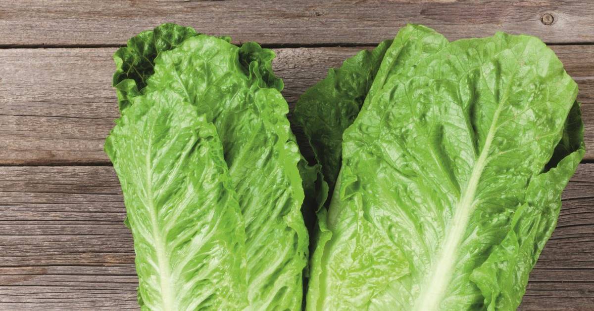 Lechuga Todas Sus Propiedades Y Beneficios Para La Salud