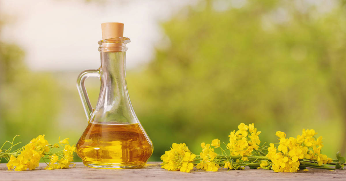 Aceite De Canola Qu Es Qu Propiedades Tiene Y Por Qu Apenas Se