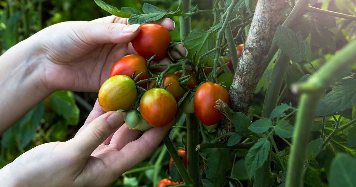 Los mejores trucos y consejos para que tus tomateras crezcan rápido y