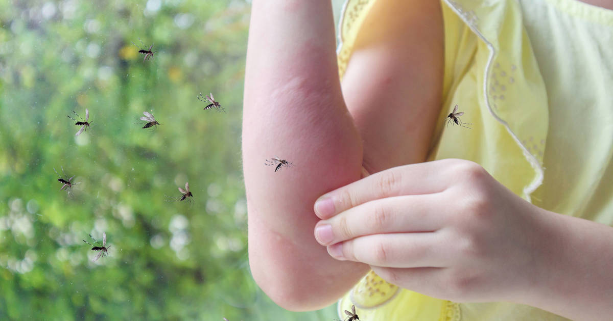 Por Qu Los Mosquitos Pican M S A Unas Personas Que A Otras Esto Es