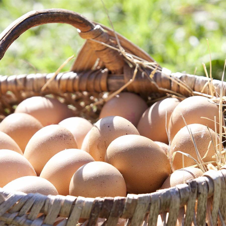 Las 7 cosas que la industria del huevo quiere ocultarte