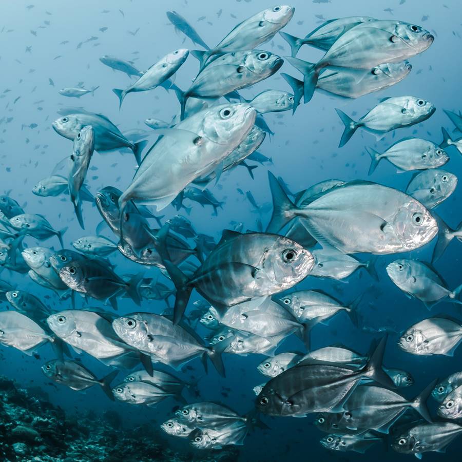 2 millones de españoles en riesgo por el mercurio del pescado
