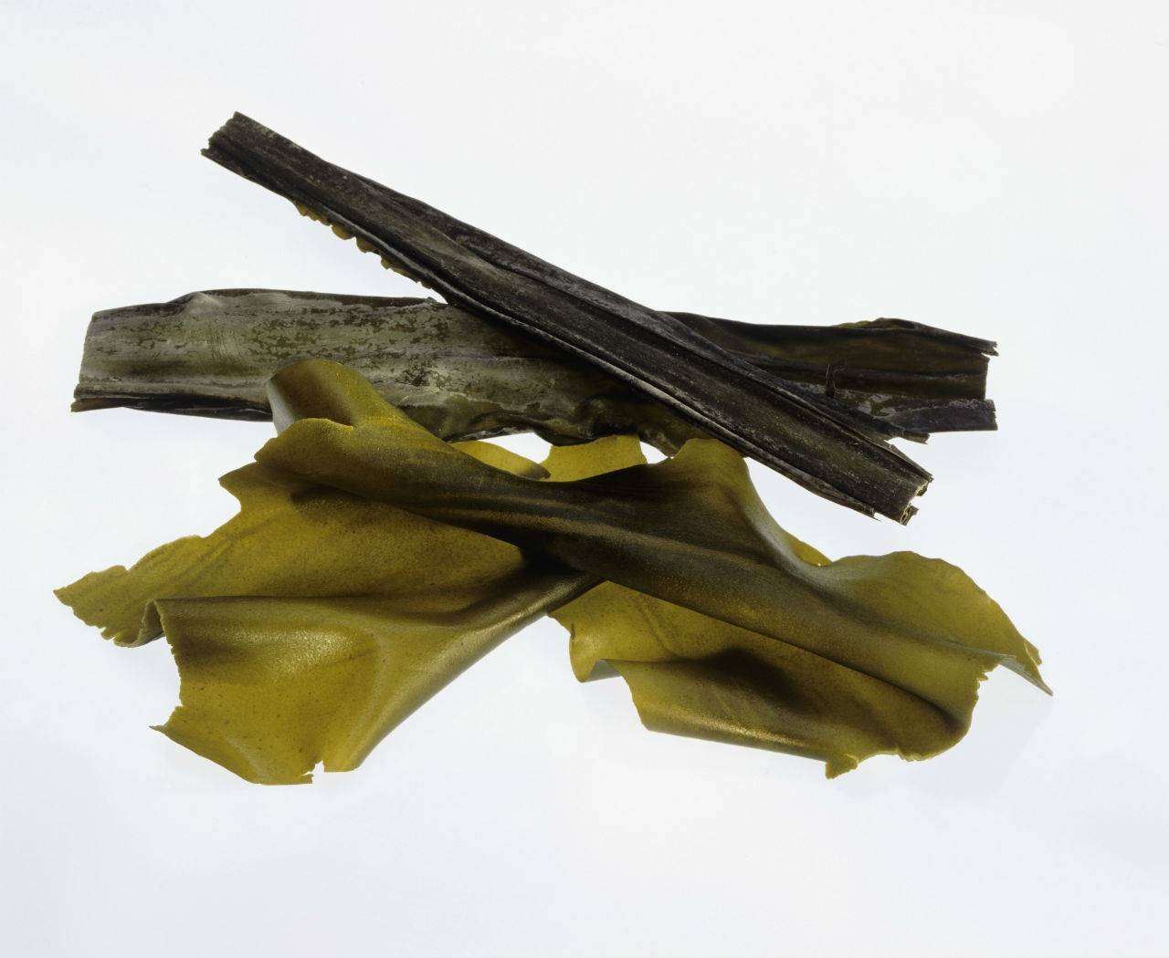 alga-kombu
