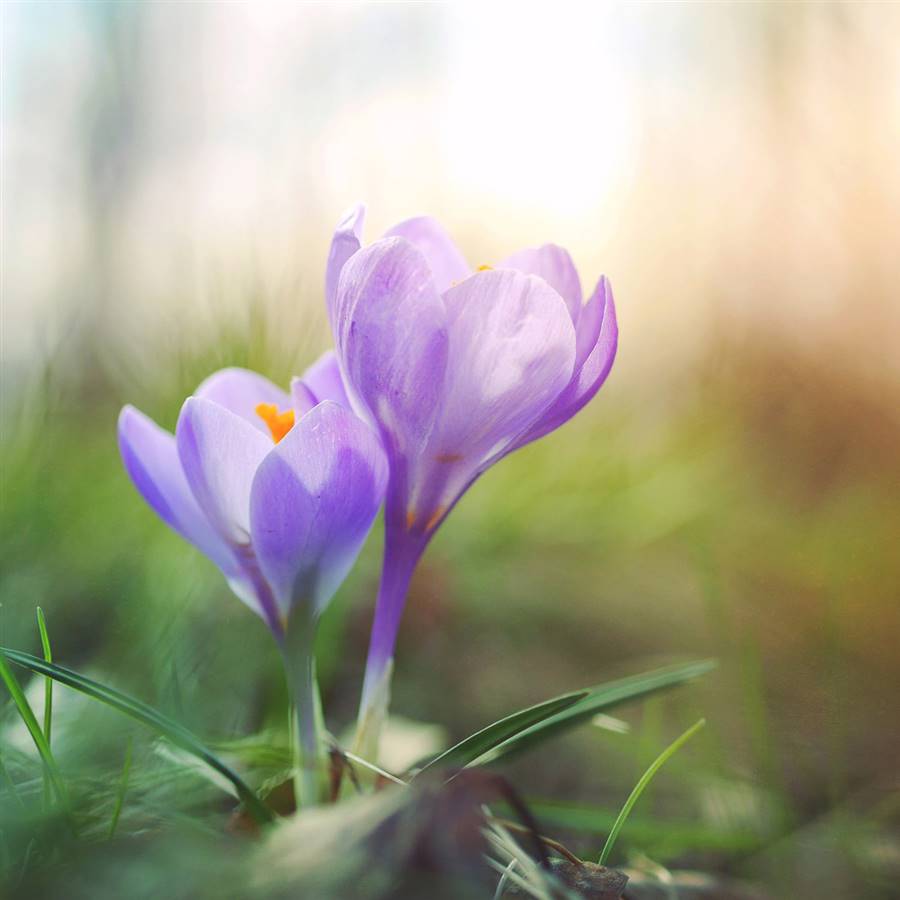 3 claves para disfrutar de una primavera con energía