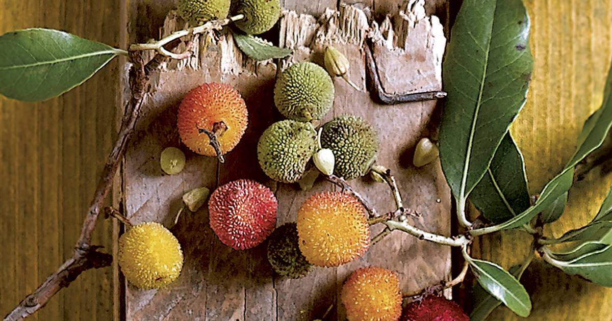 Propiedades del fruto del madroño: tiene mucho más que alcohol