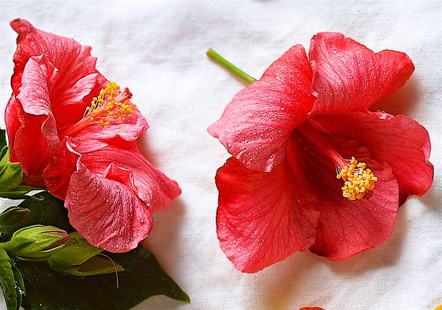hibisco-flor-comestible