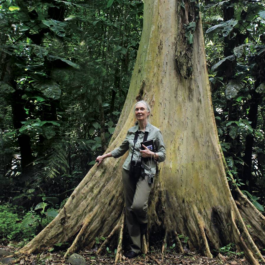 Jane Goodall: "Si somos tan inteligentes, ¿por qué destruimos el planeta, nuestro único hogar?"