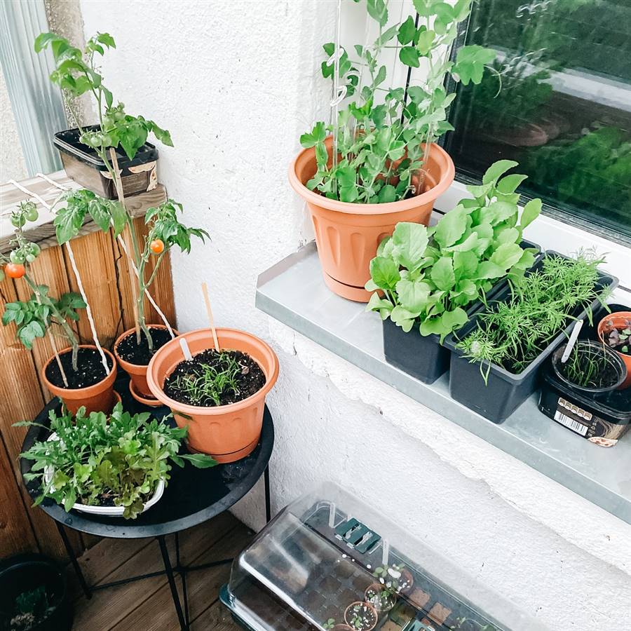 Huerto urbano en macetas: qué plantar y cómo cultivar hortalizas