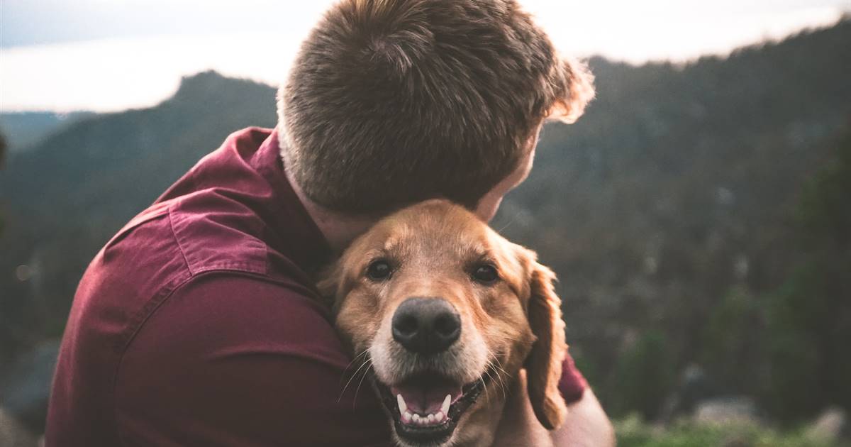 puede mi perro leer mis emociones