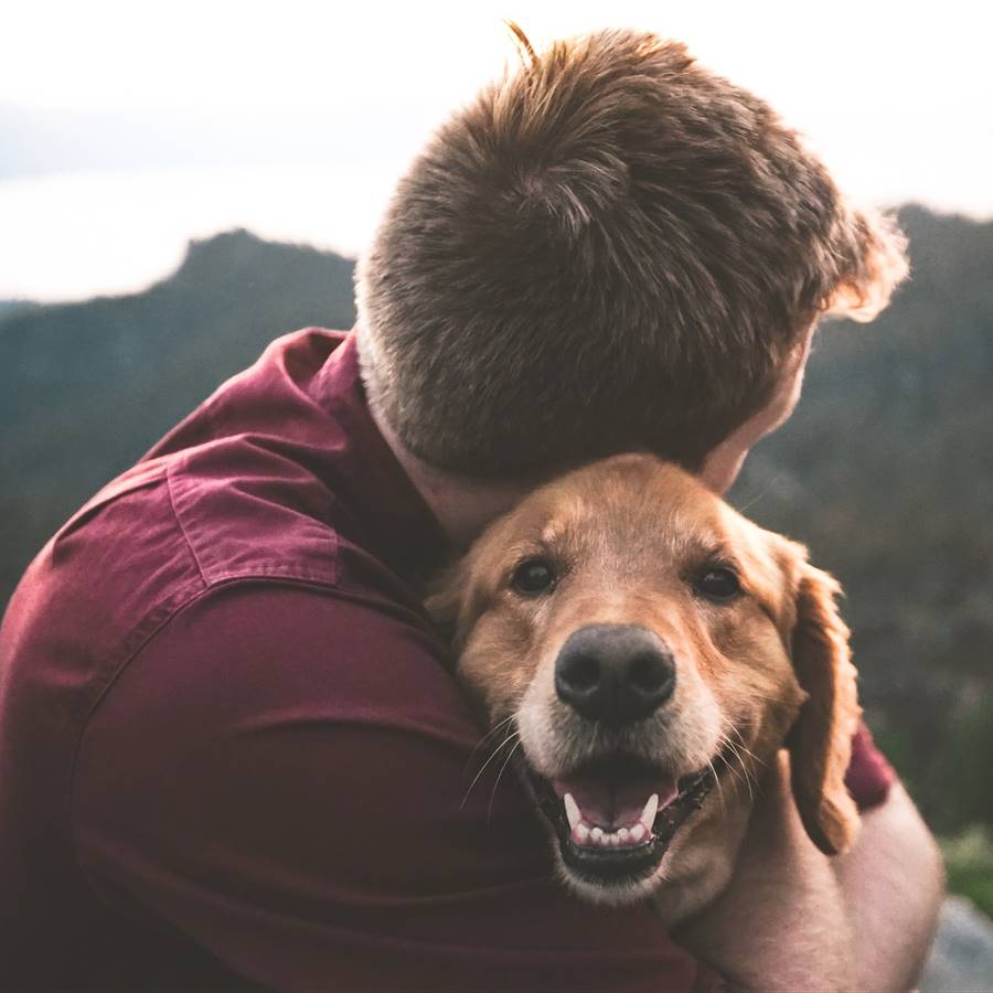 Beneficios emocionales perro