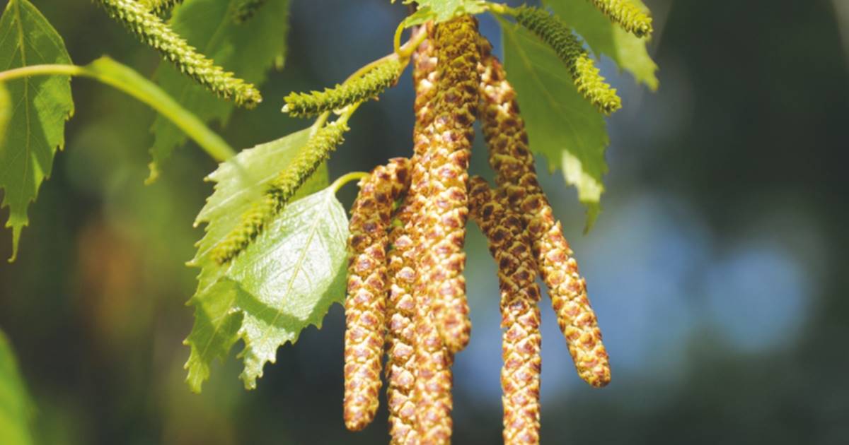 Abedul (Betula pendula) beneficios, propiedades y contraindicaciones