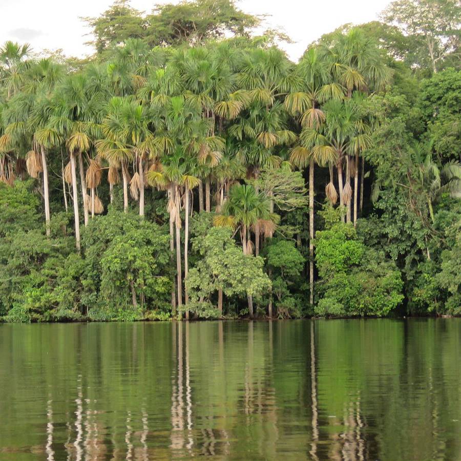 Se cierra la ventana de tiempo para salvar la Amazonia