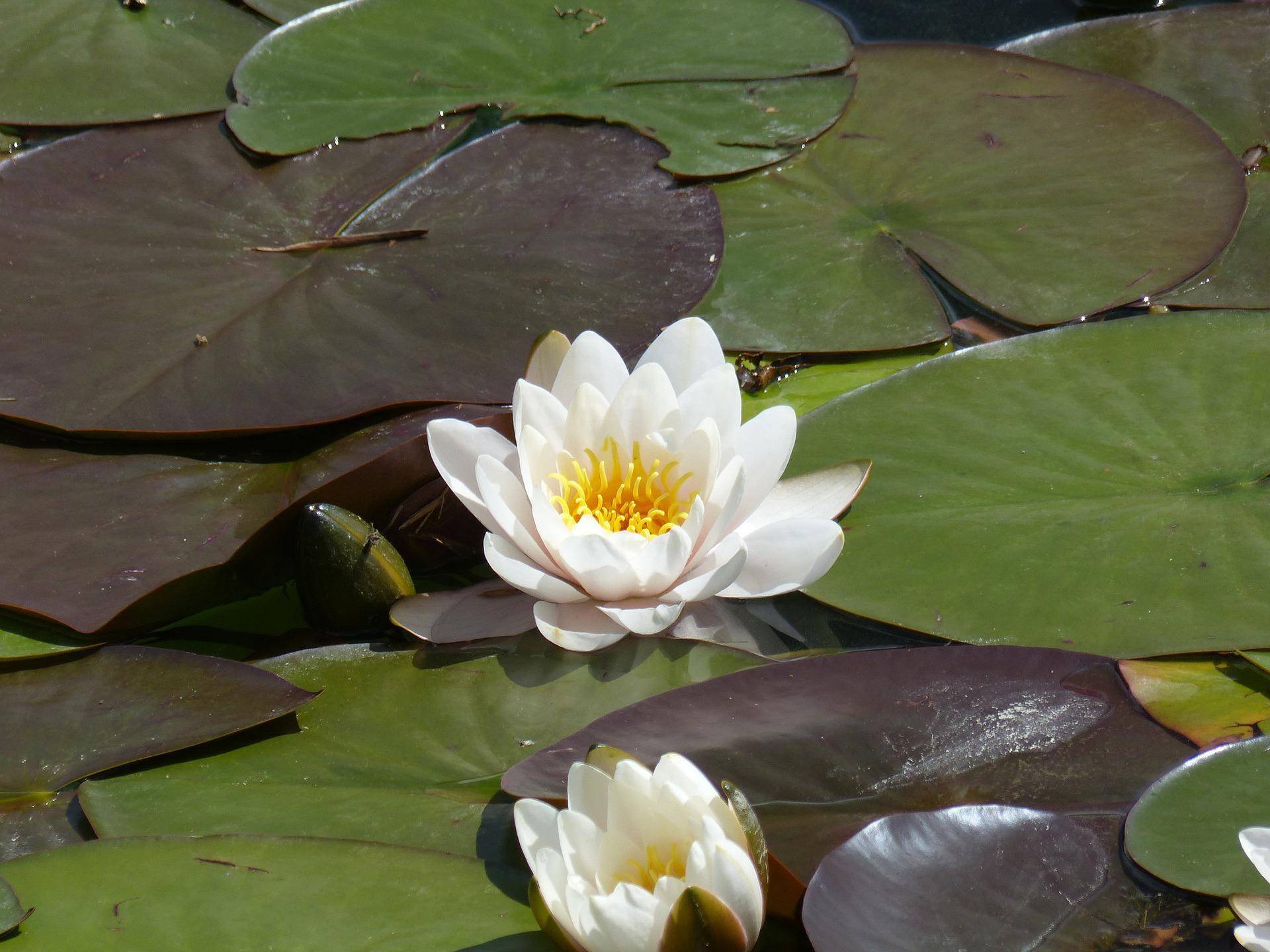 water-lily-ga9d11bfb9 1920