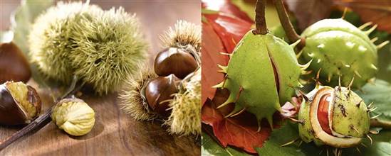 c-mo-distinguir-una-casta-a-comestible-de-una-casta-a-de-indias
