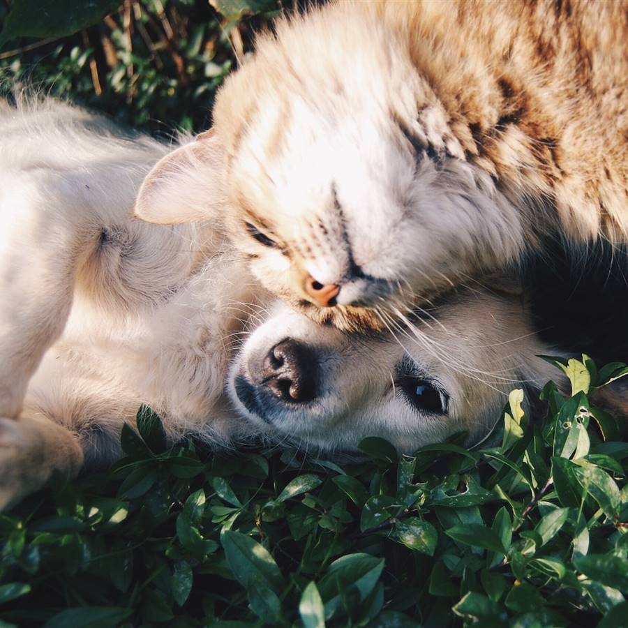 Un gato y un perro en la hierba