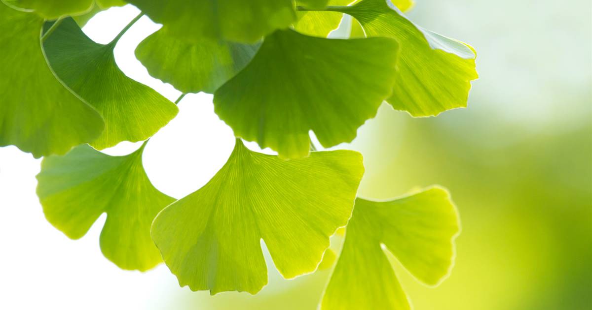 Ginkgo biloba beneficios y usos de este árbol sagrado más allá del mito