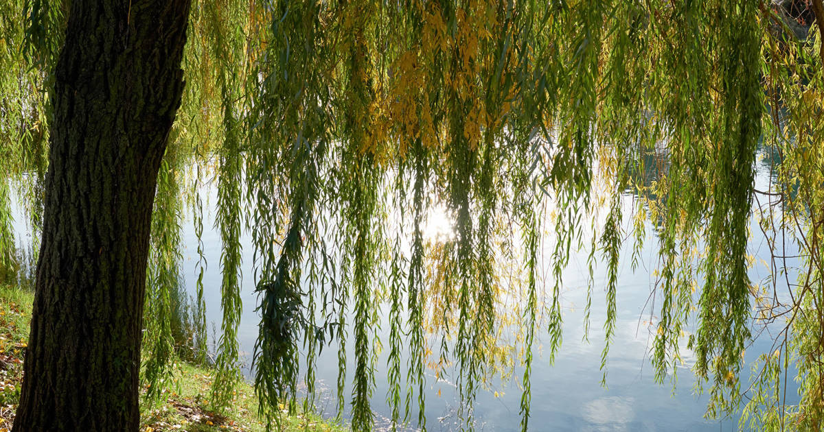 sauce-blanco-salix-alba_c35d0e4d_230419131334_1200x630.jpg