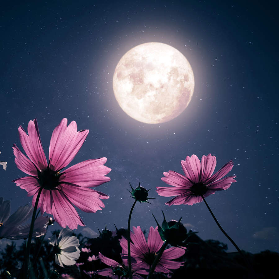 Luna llena de mayo 2024: una Luna de flores con eclipse de Luna