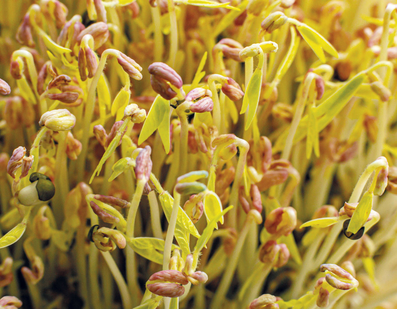 Plantas anemia: alfalfa