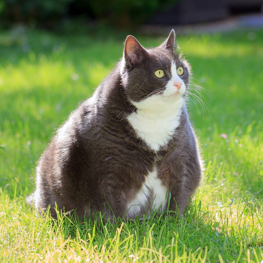 Gatos "gordos": así puedes ayudar a que consigan su peso óptimo y saludable