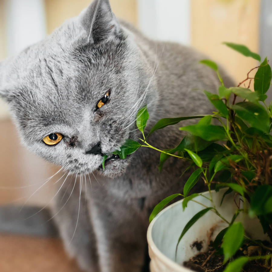 Los veterinarios se ponen de acuerdo: estas plantas de interior tan comunes son las más tóxicas para perros, gatos y pájaros