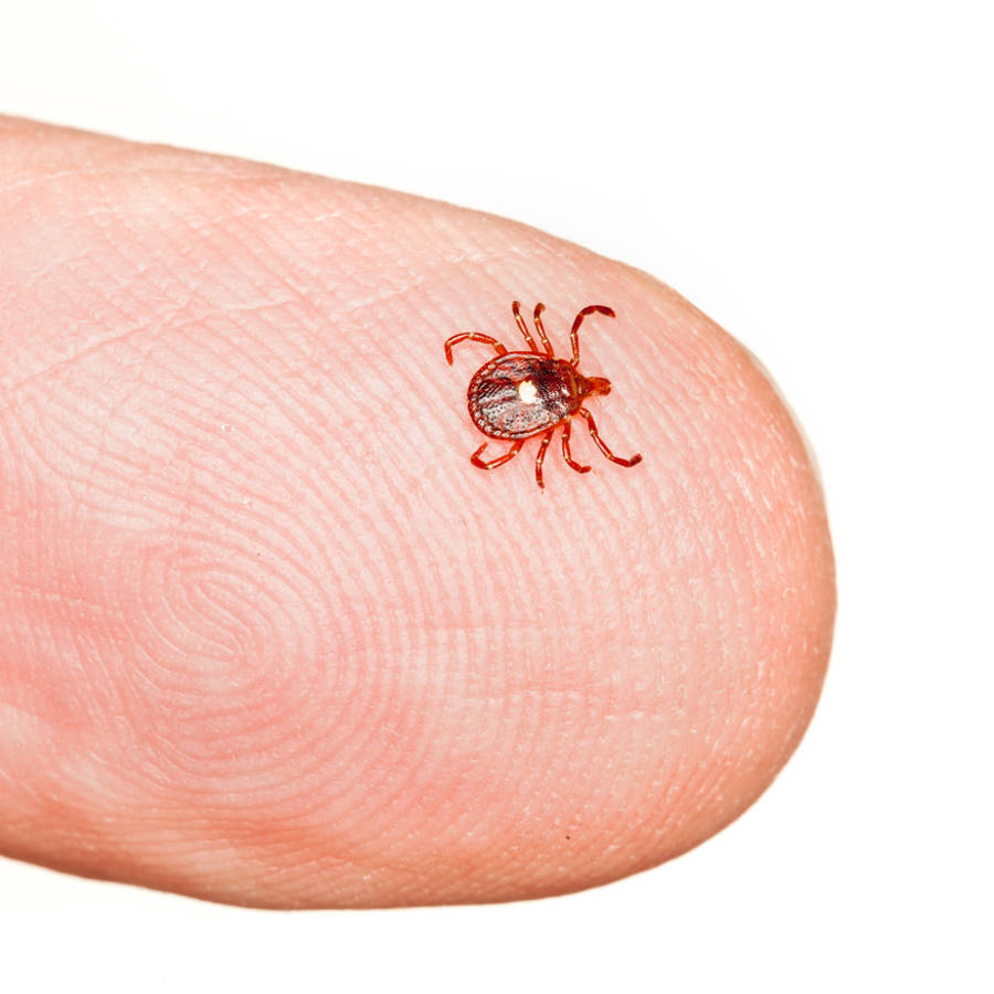 La picadura de una garrapata puede volverte alérgico a la carne roja (síndrome de alpha-gal)