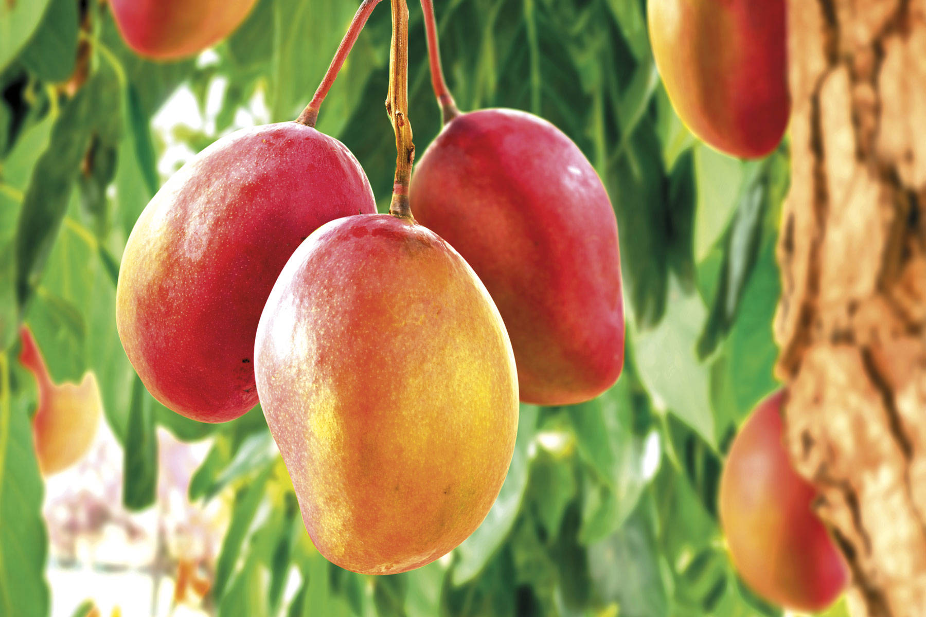 Mango (Irvigia gabonensis) 