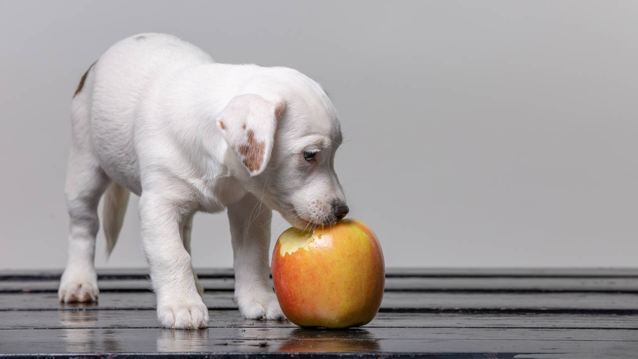 Cachorro comiendo manzana