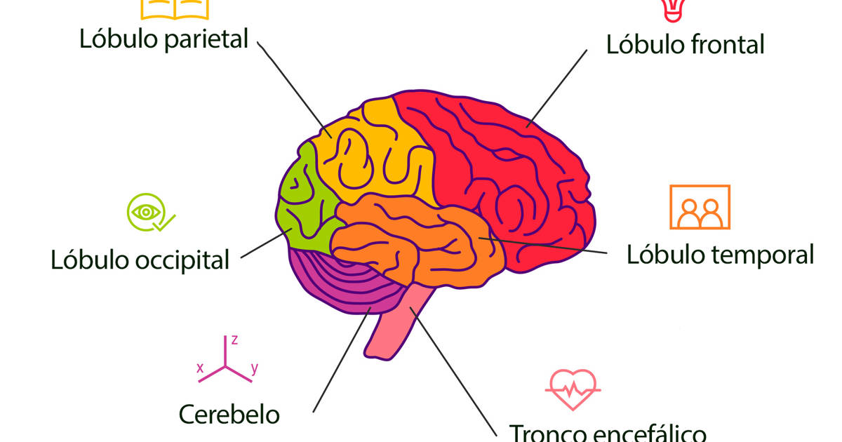 diagrama del lado izquierdo del cerebro