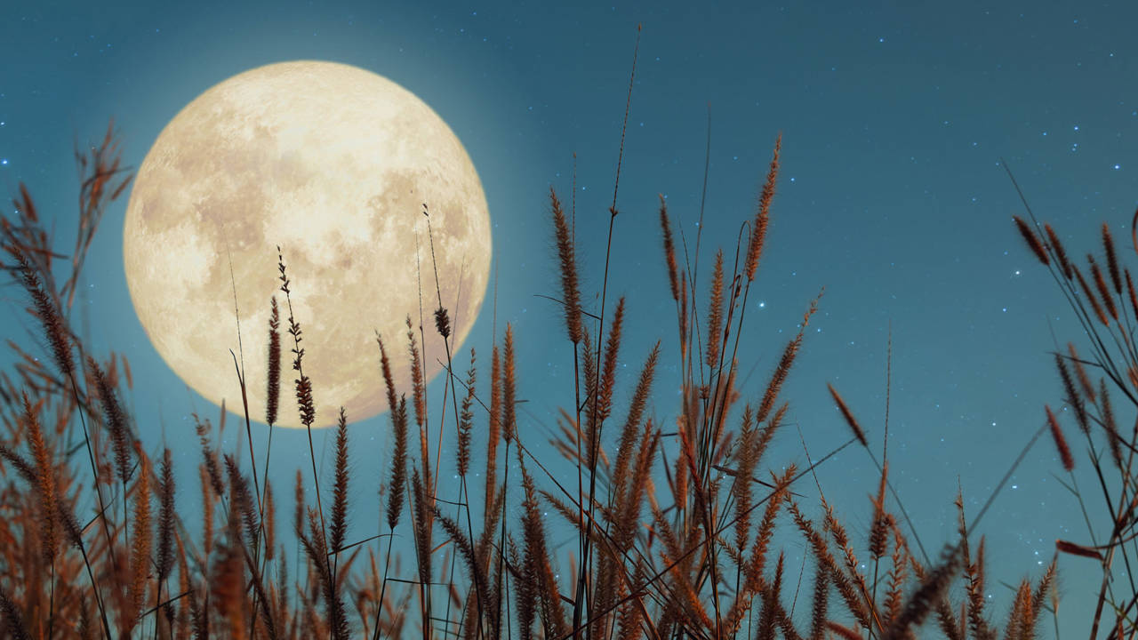 Luna llena de septiembre 2023: luna de cosecha