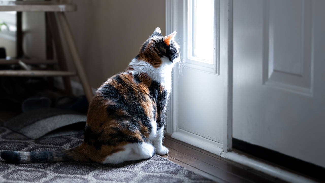 Gato mirando a través del cristal de una puerta