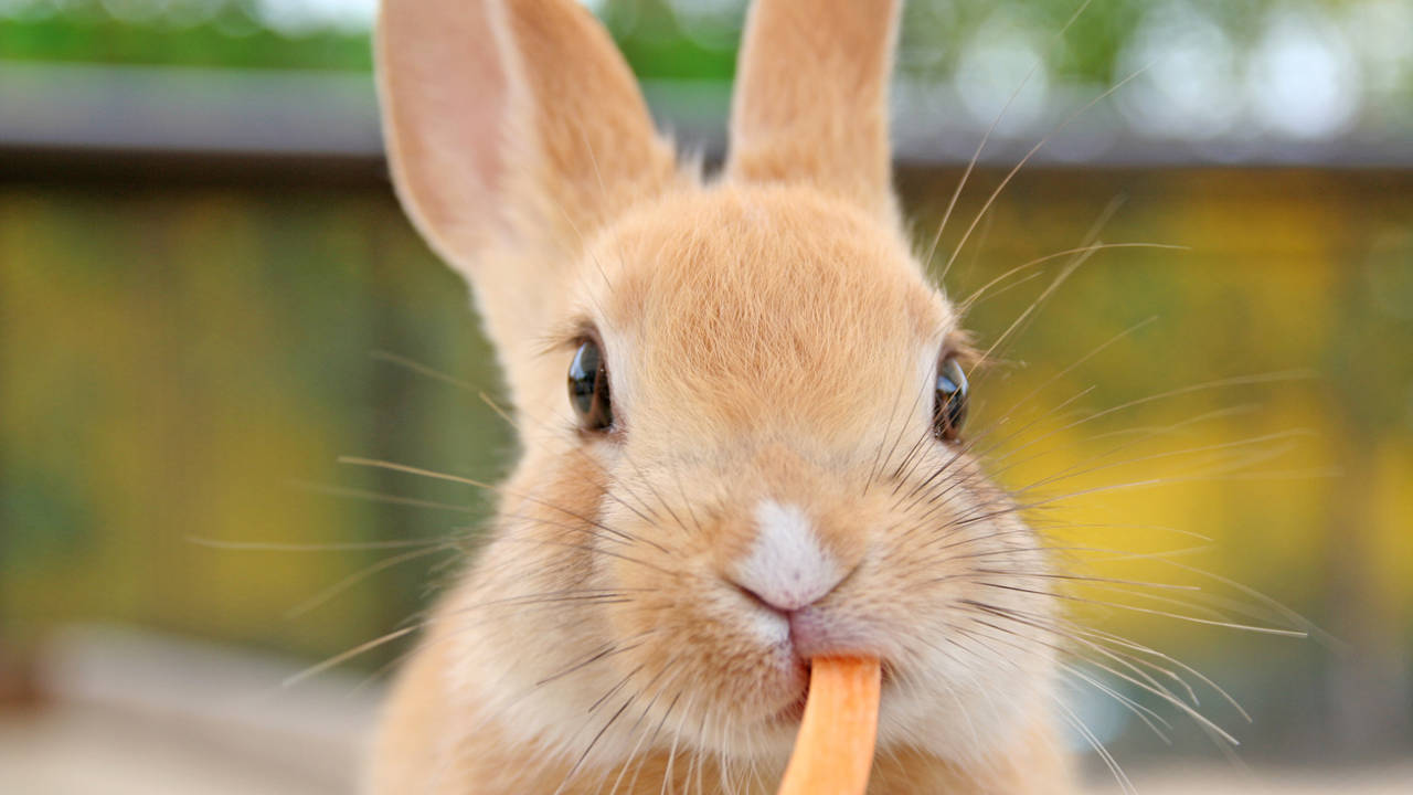 Conejo comiendo zanahoria
