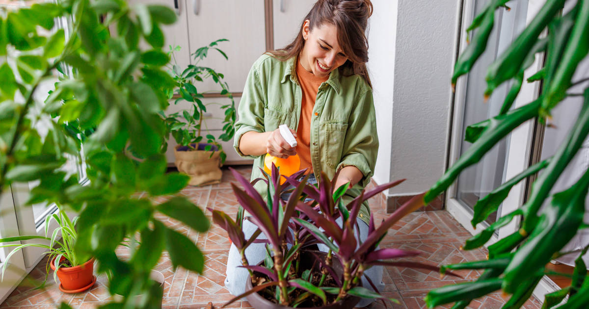 cuidado y mantenimiento de orquídeas de interior