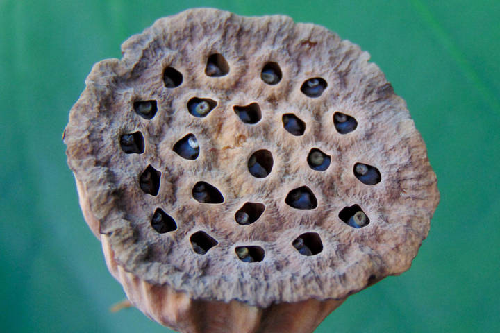 Tripofobia: qué es y cuál es el origen de la fobia a los agujeros (o a ...