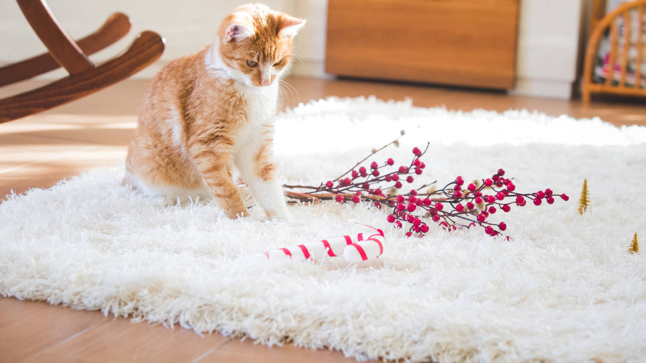 Gato sentado en una alfombra