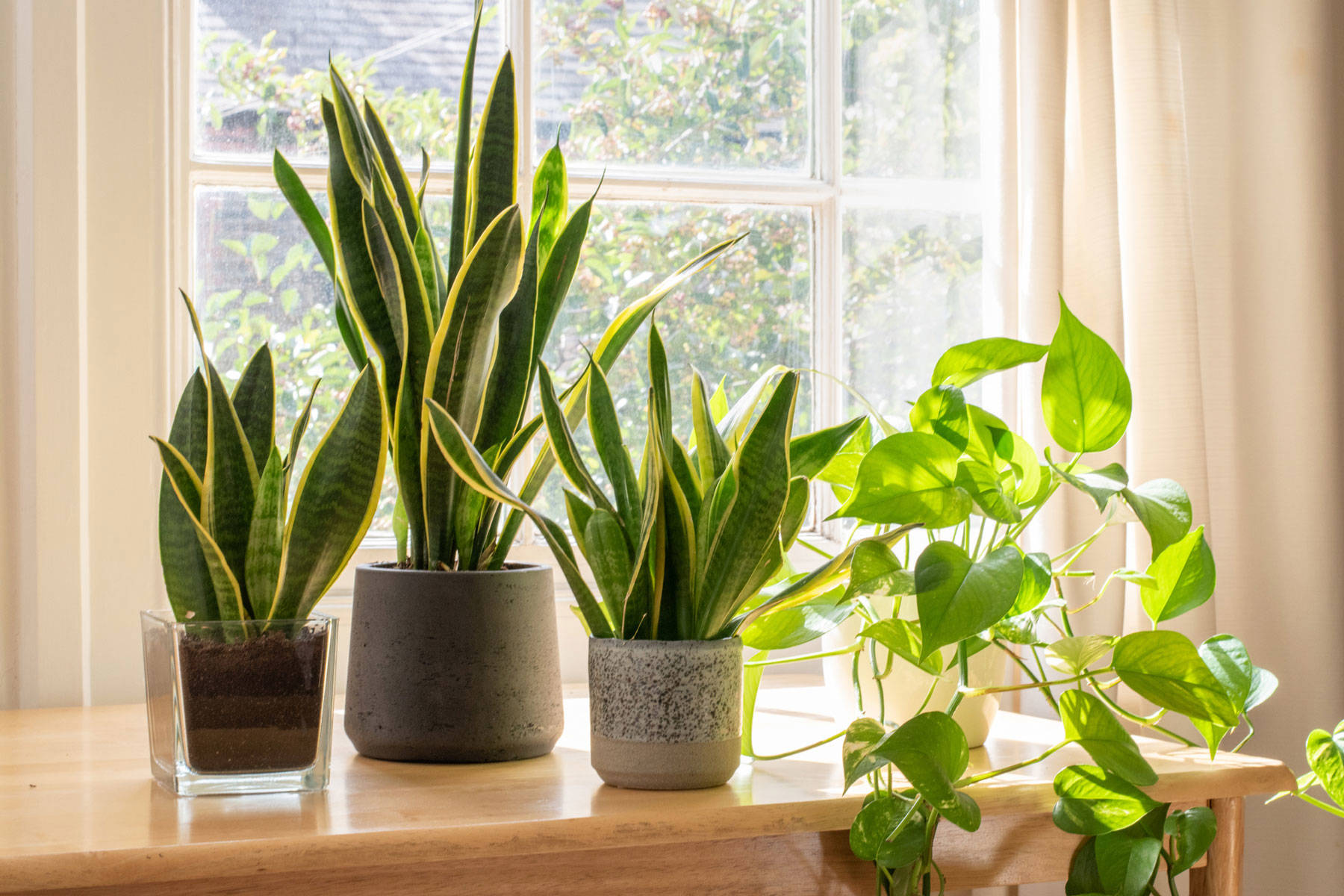 Llena tu hogar de plantas