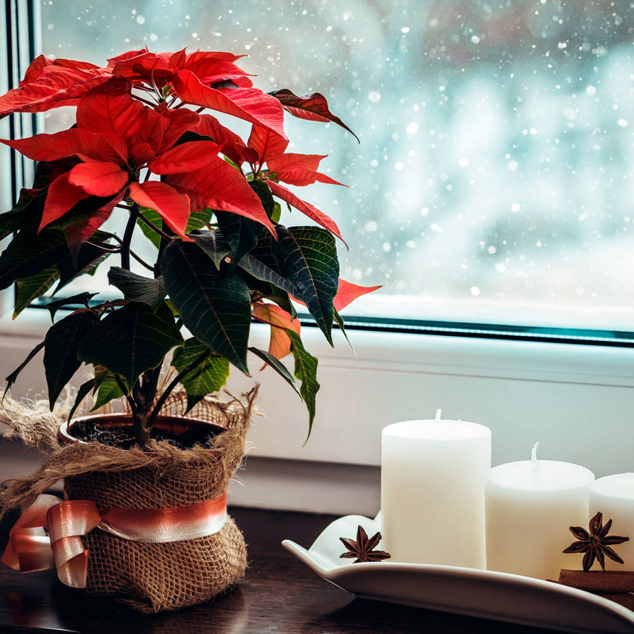 Las 5 plantas más bonitas para decorar la casa por Navidad (y todo el año)