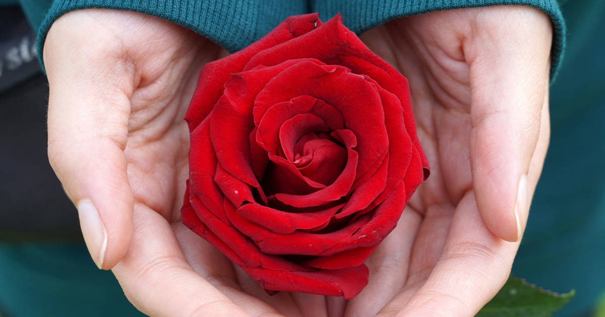 Rosas rojas: significado simbólico de las flores más bonitas del jardín