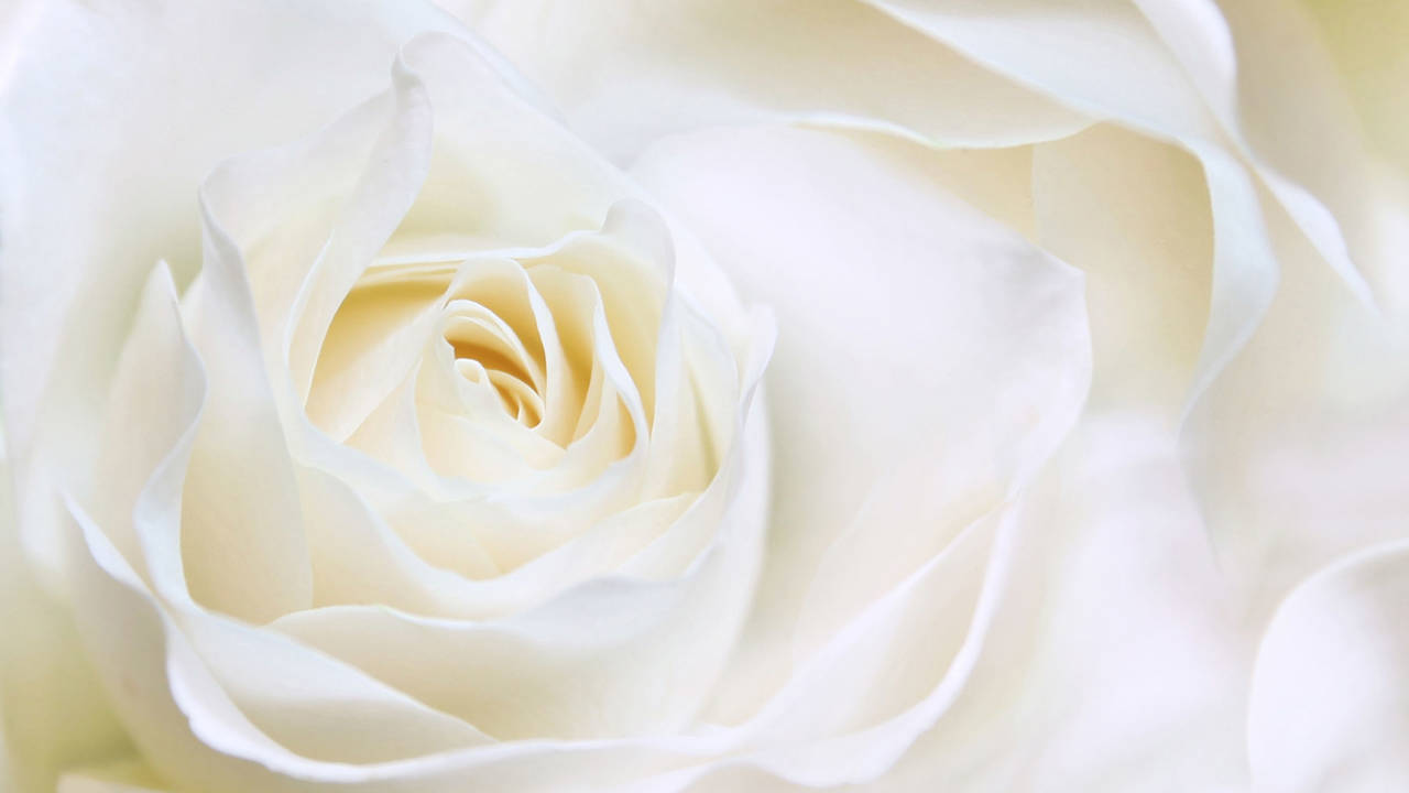 Rosas blancas: significado