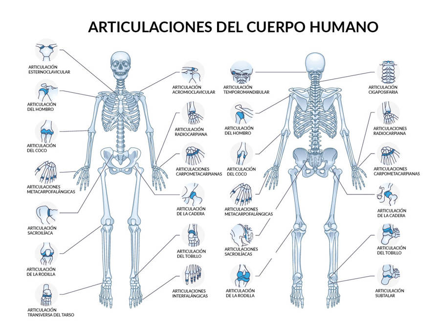 Articulaciones del cuerpo humano