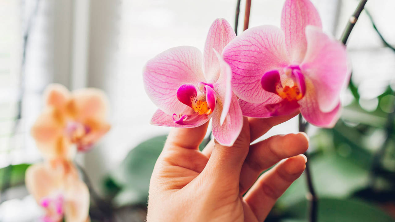 Recuperar orquídea sin flores