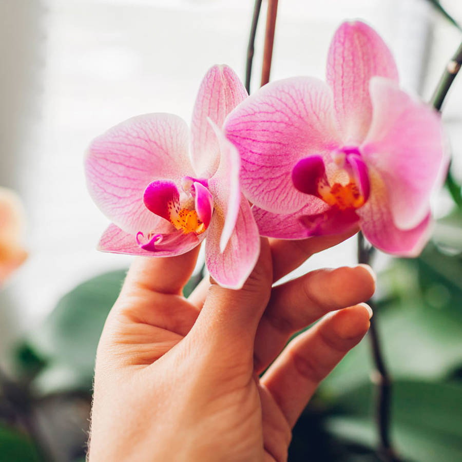 Recuperar orquídea sin flores