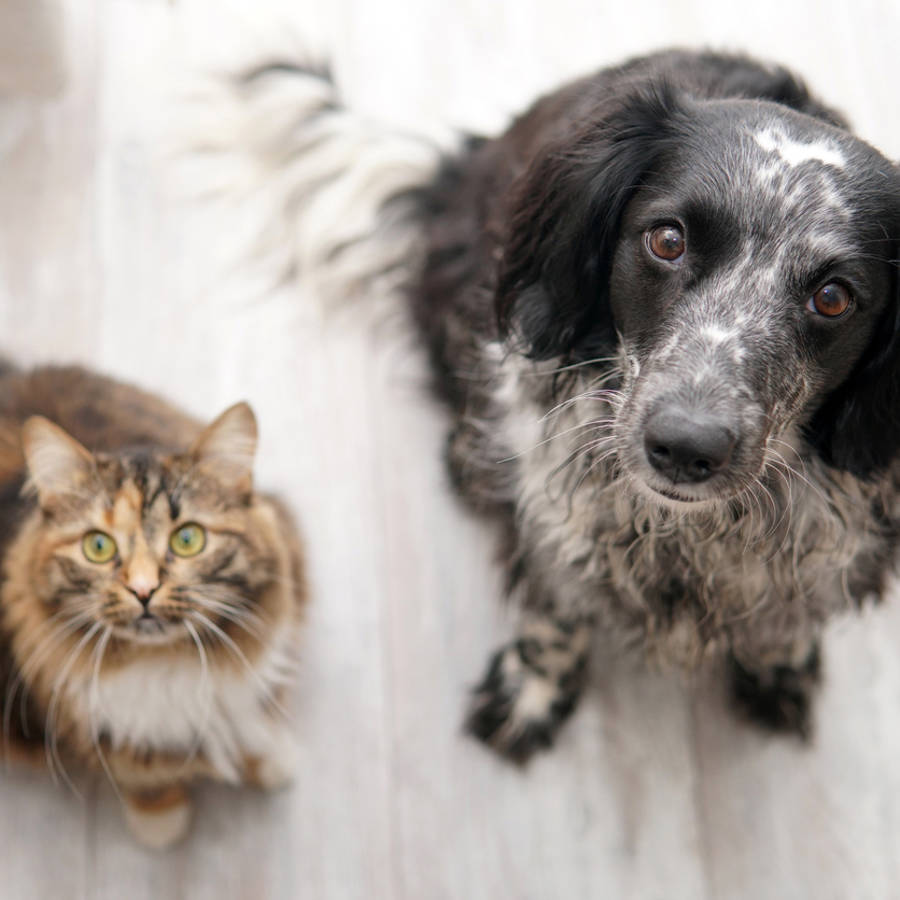 Los mejores remedios caseros y naturales para combatir las pulgas resistentes en los perros y los gatos