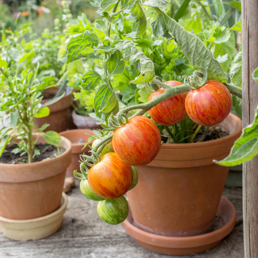 Estos dos alimentos que tienes en la cocina son maravillosos para hacer crecer tus tomateras y otras plantas