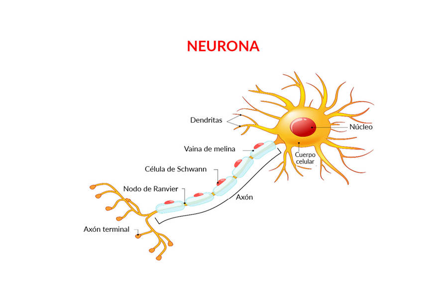 Neurona