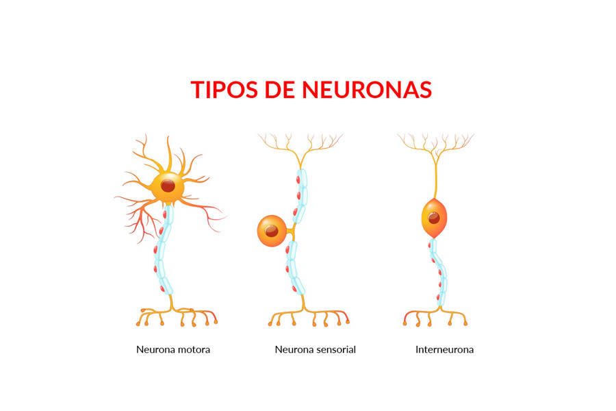 Tipos de neuronas