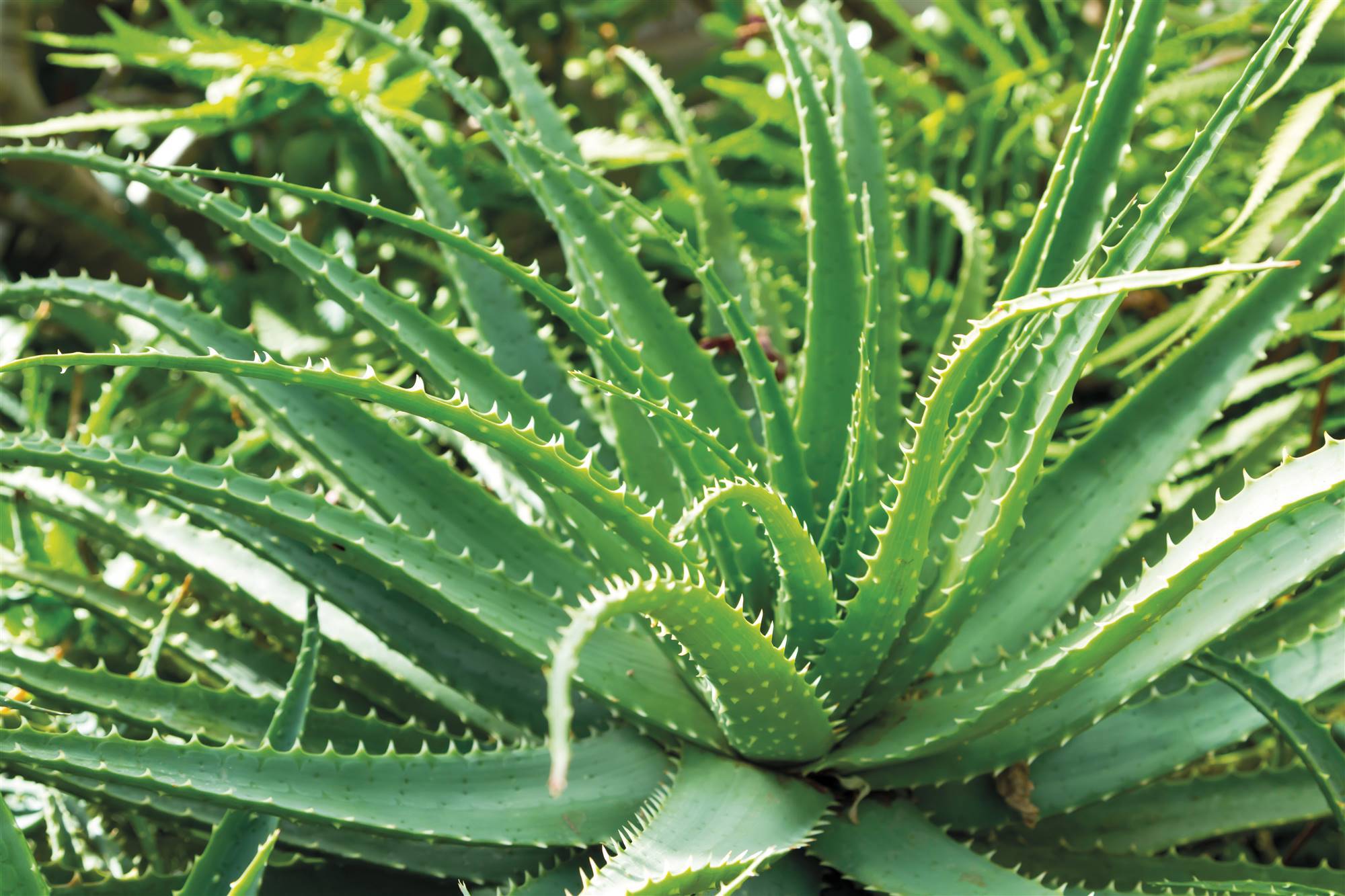 Aloe, una hidratación recomendable