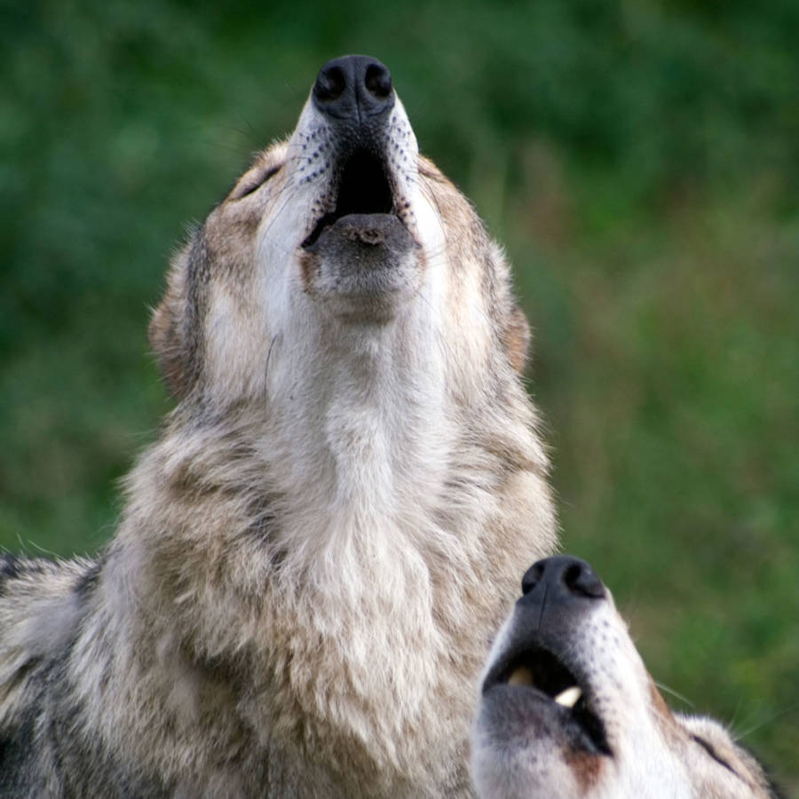 Lo que los lobos saben por instinto y tú puedes hacer para ser más feliz