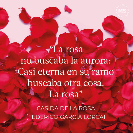 Casida de la rosa (Poema de Federico García Lorca)
